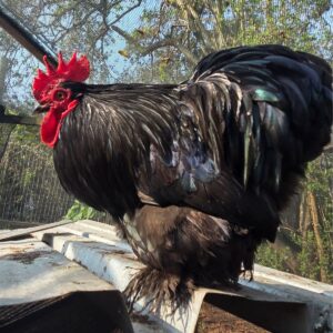 Black Cochin Bantam Rooster – 8 Months Old Companion & Breeding Male
