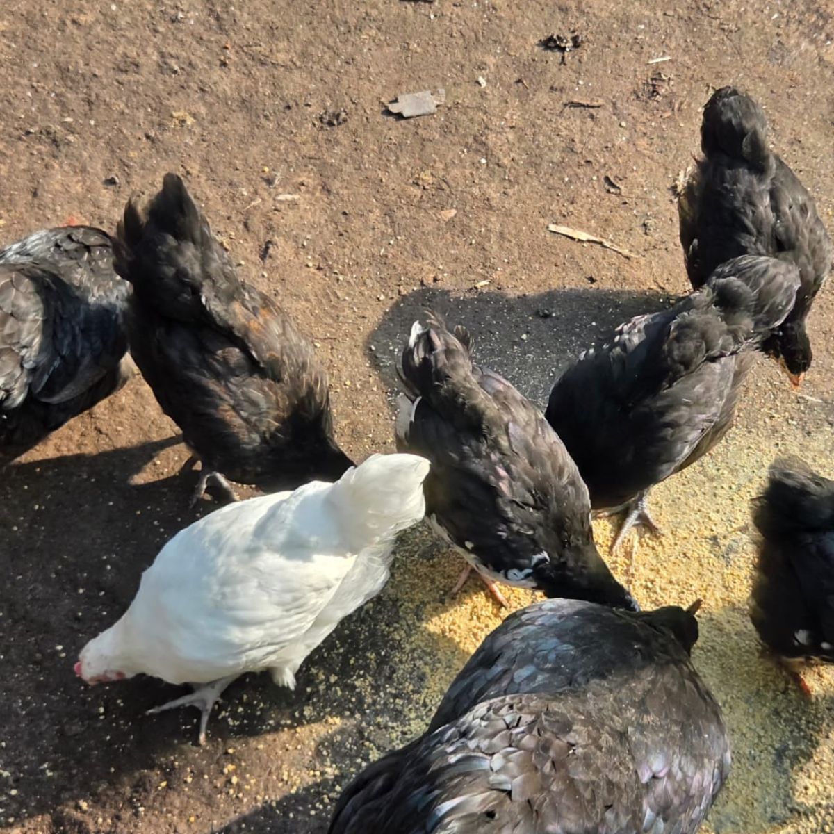 Farmyard Mix Growers – 11 Unsexed Chickens - Image 2