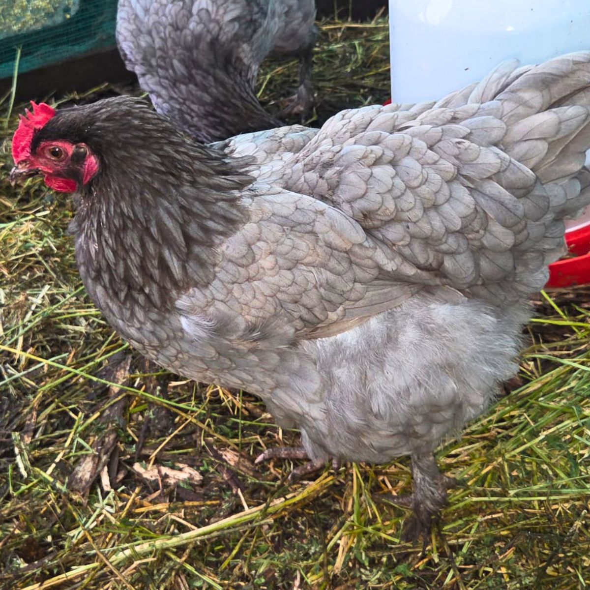 Blue Marans × Black Copper Marans Fertile Eggs 💙🍫🥚🐣 (PRICE IS PER EGG) - Image 5