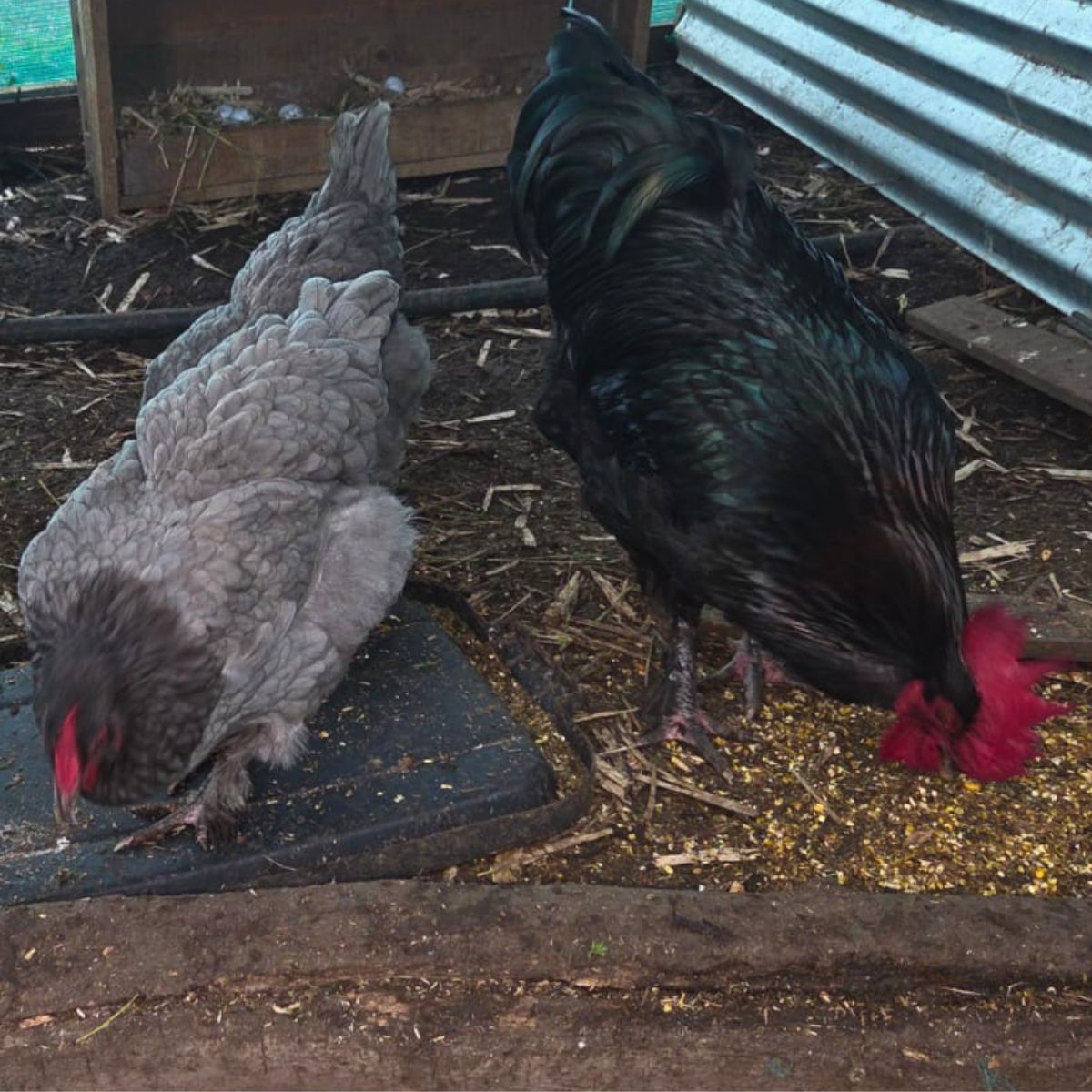 Blue Marans × Black Copper Marans Fertile Eggs 💙🍫🥚🐣 (PRICE IS PER EGG) - Image 4