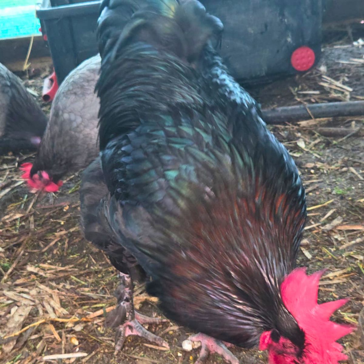 Blue Marans × Black Copper Marans Fertile Eggs 💙🍫🥚🐣 (PRICE IS PER EGG) - Image 3