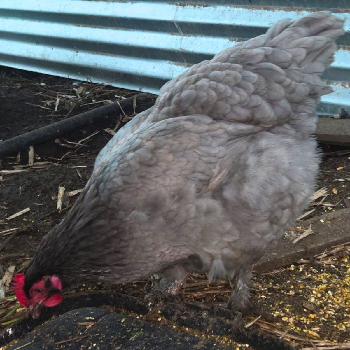 Blue Marans × Black Copper Marans Fertile Eggs 💙🍫🥚🐣 (PRICE IS PER EGG) - Image 2