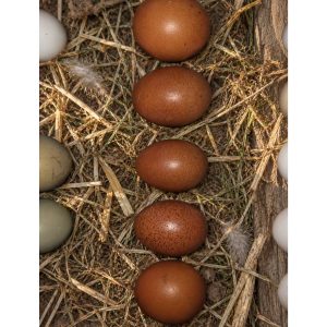 Blue Marans × Black Copper Marans Fertile Eggs 💙🍫🥚🐣 (PRICE IS PER EGG)