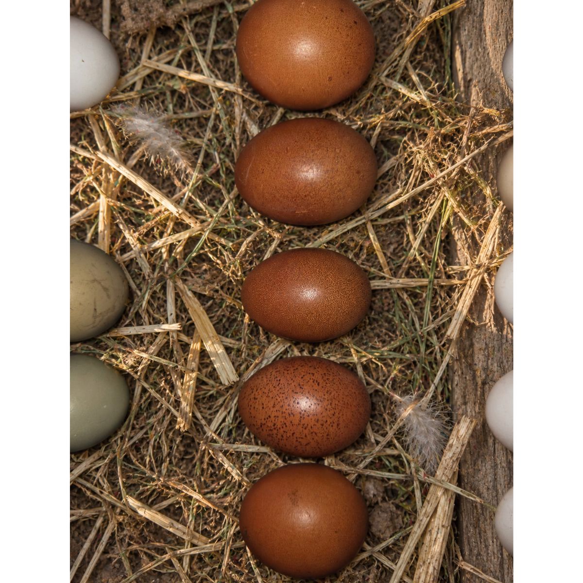 Blue Marans × Black Copper Marans Fertile Eggs 💙🍫🥚🐣 (PRICE IS PER EGG)
