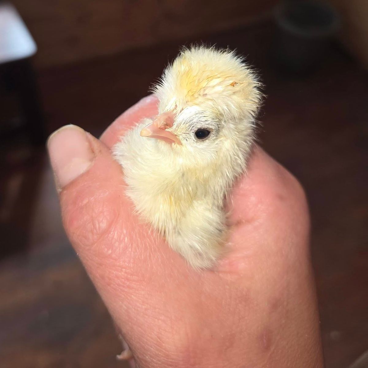 Polkie Fertile Eggs – Polish Bantam × Silkie Ornamental Cross (PRICE IS PER EGG)