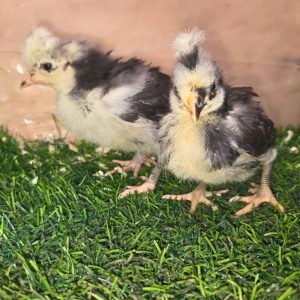Polkie Fertile Eggs – Polish Bantam × Silkie Ornamental Cross (PRICE IS PER EGG)
